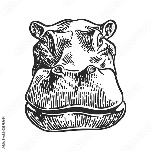 hippos head drawing engraving, vintage vector illustration