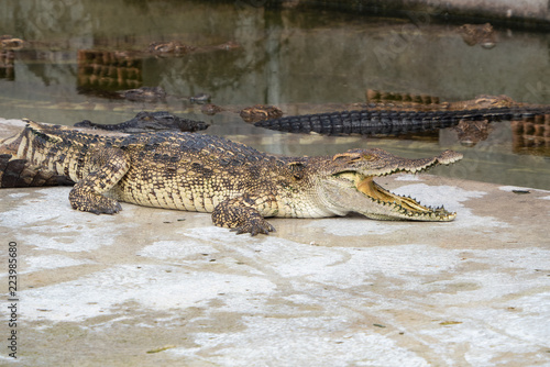 Crocodile saltwater Thailand