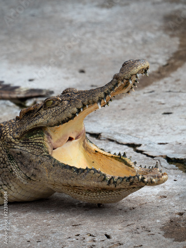 Crocodile saltwater Thailand