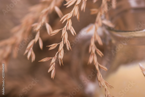 Wheat close-up on blurred background