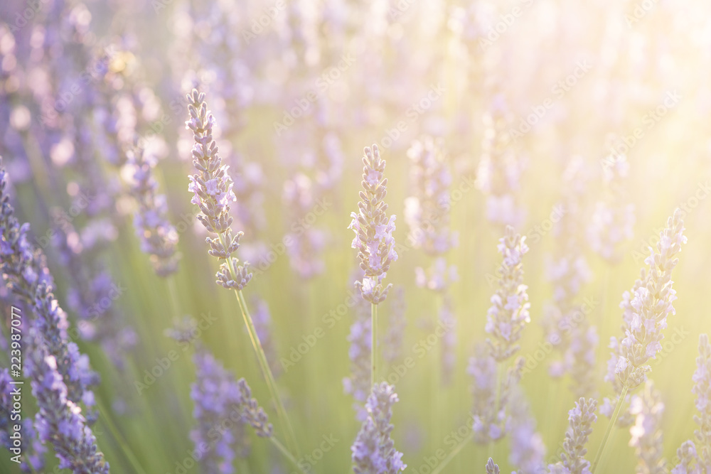 Naklejka premium Zbliżenie kwiatów lawendy z jasnym letnim światłem słonecznym