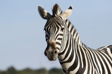 Fototapete Zebra Zebraschnauze vor blauem Himmel  © Happy monkey