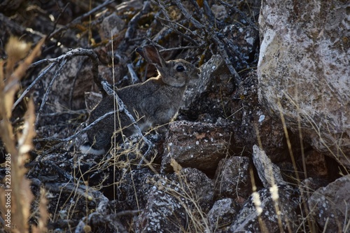Un conejo salvaje escondido entre unas rocas