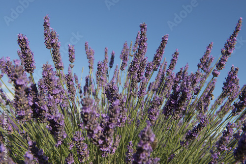 Closeup of lavender flowers with bright summer sunlight and blue sky