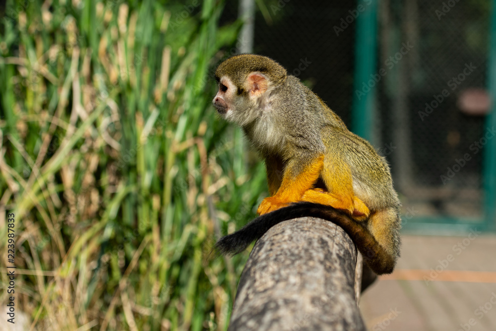 Obraz premium Little Skull Monkey 