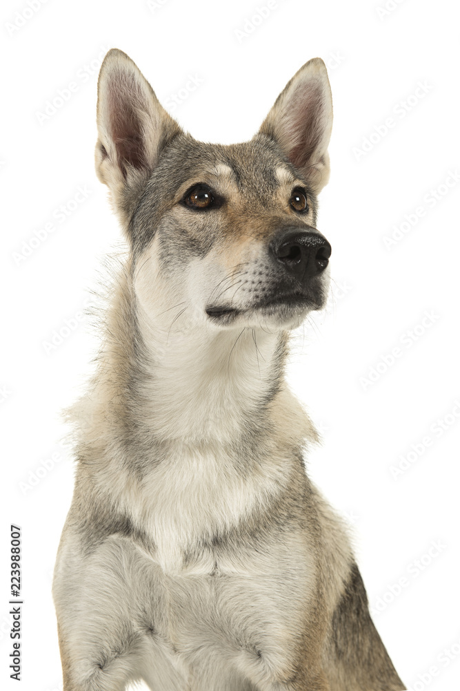 Portrait of a female tamaskan hybrid dog looking up isolated on a white background
