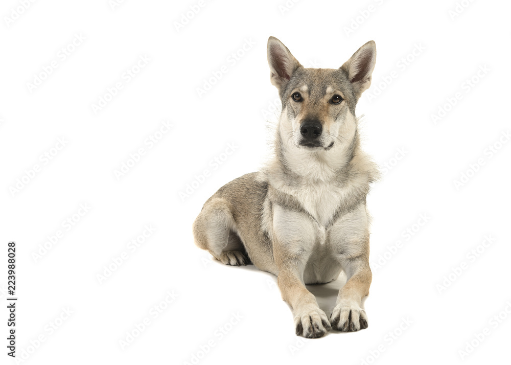 Female tamaskan hybrid dog lying down looking at the camera isolated on a white background seen from the side Female tamaskan hybrid dog lying down looking at the camera isolated on a white background seen from the side