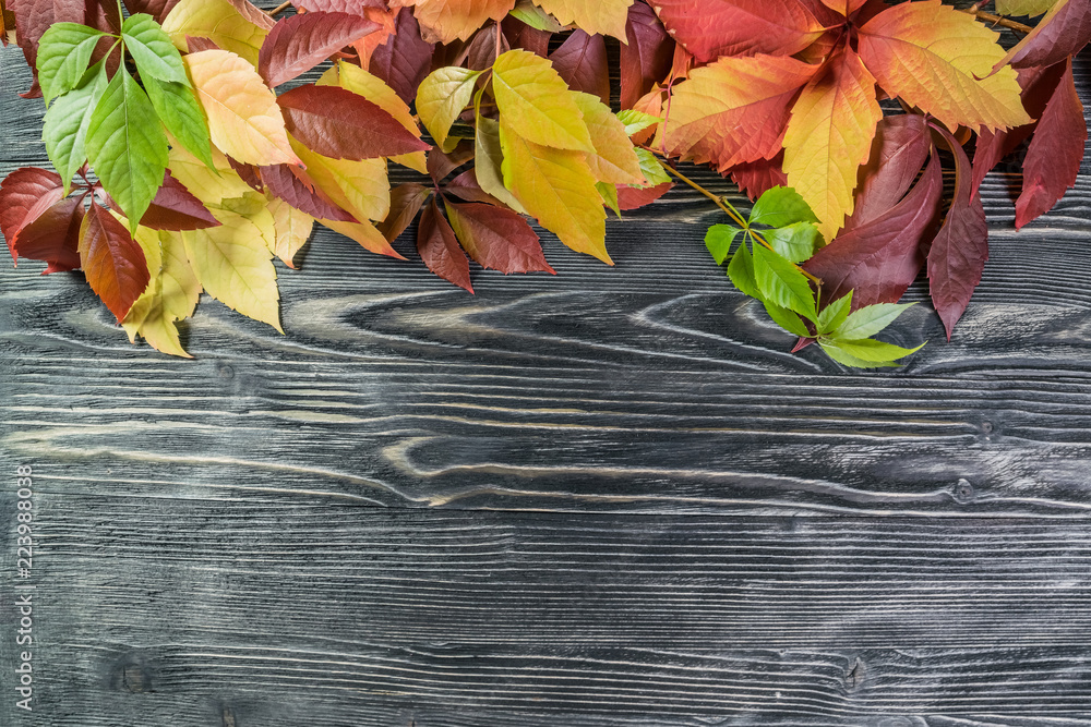 Nature background with yellow leaves Nature background with yellow leaves