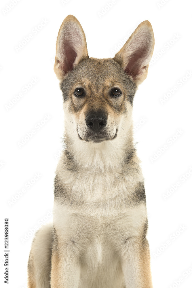 Portrait of a tamaskan hybrid puppy looking at the camera on a white background with mouth closed