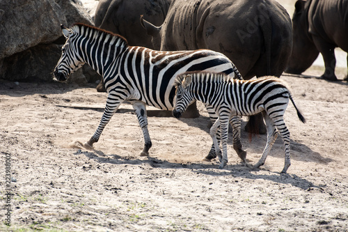 Wild Zebra in Savanna 