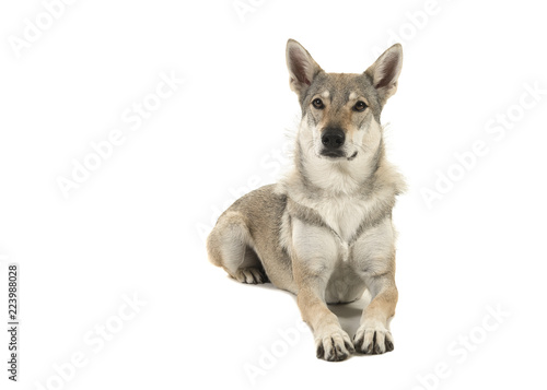 Female tamaskan hybrid dog lying down looking at the camera isolated on a white background seen from the side © Elles Rijsdijk