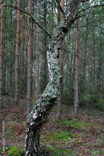 A tree with a twisted trunk on the background of the forest