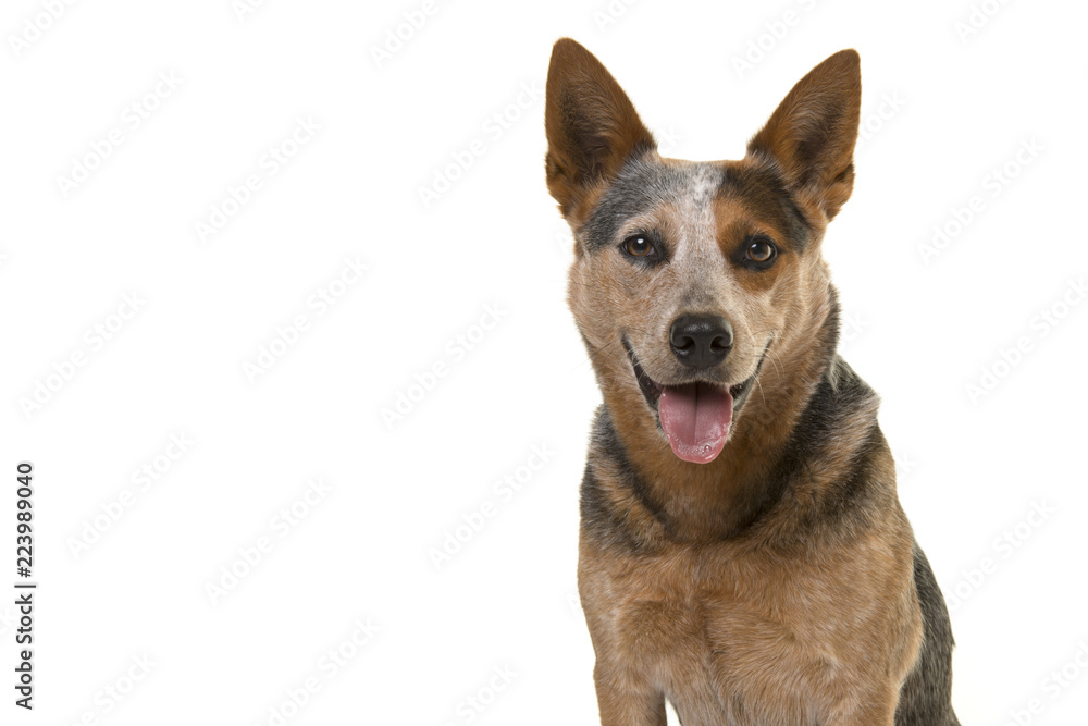 Portrait of a smiling australian cattle dog looking straight into the camera isolated on a white background with space for copy
