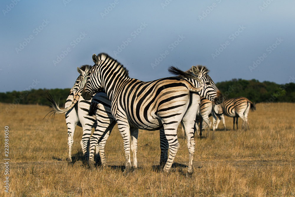 Obraz premium herd of zebras walking across the savannah