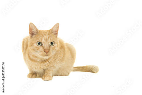 Red female cat lying down looking away isolated on a white background