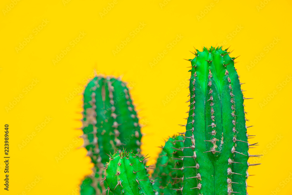 Naklejka premium closeup green Cactus on yellow background . Fashion pattern. Art Gallery Minimal.