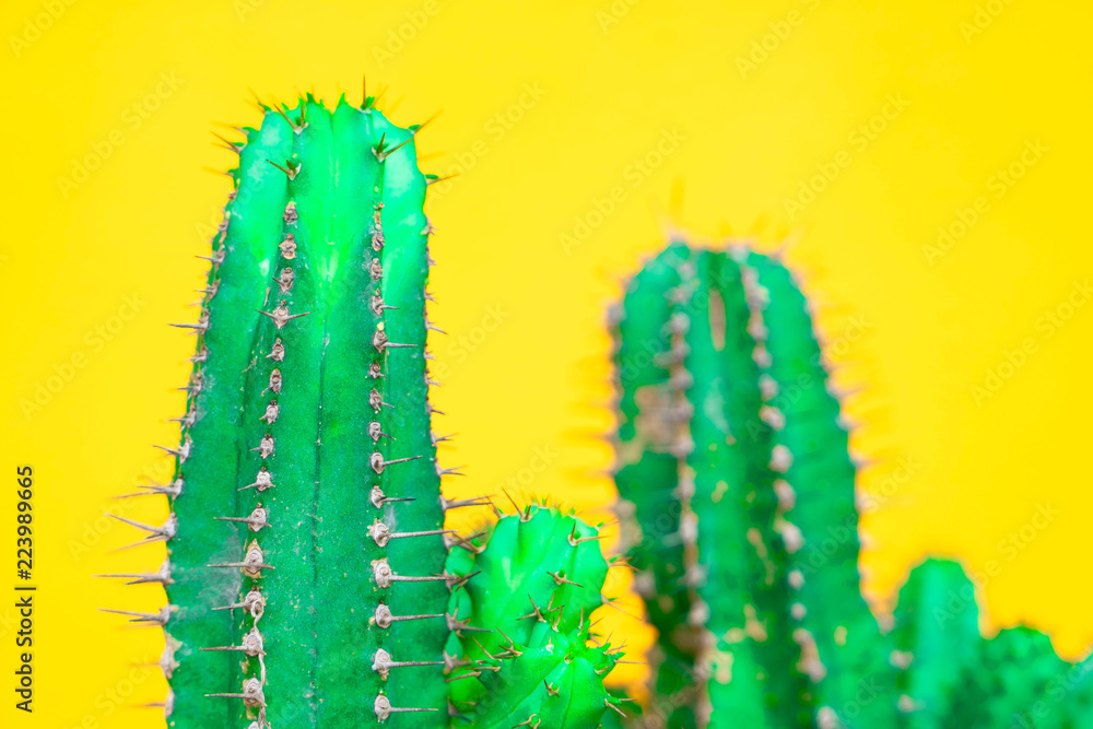 Naklejka premium closeup green Cactus on yellow background . Fashion pattern. Art Gallery Minimal.