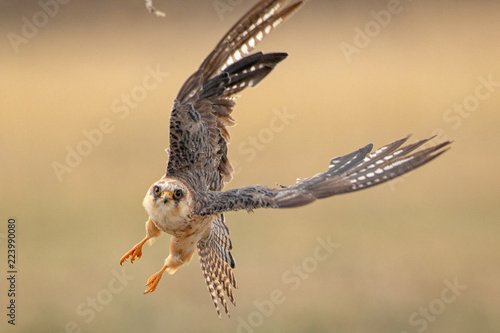 Red-footed Falcon hunting an insect
