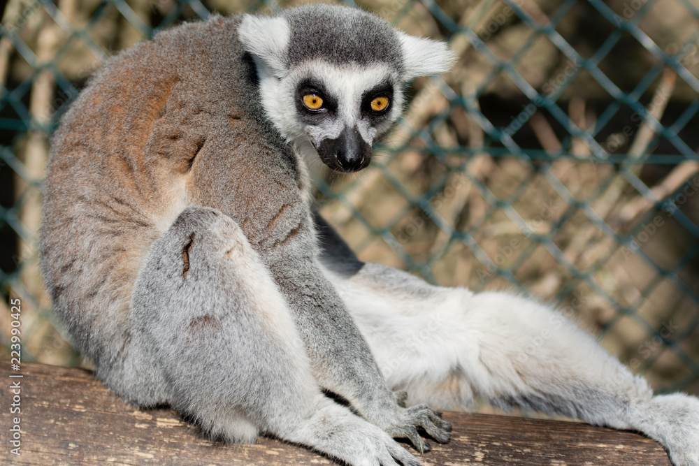 Fototapeta premium Lemur monkey from madagascar