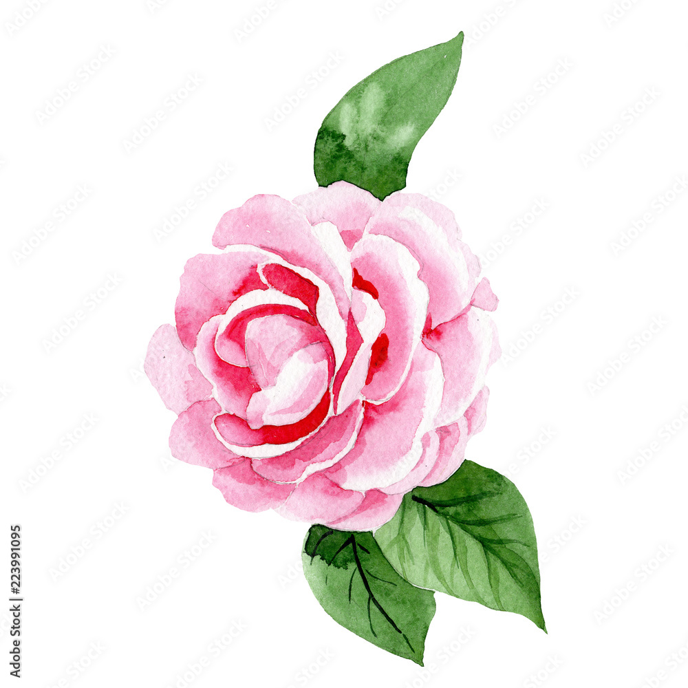 Naklejka premium Watercolor pink camellia flower. Floral botanical flower. Isolated illustration element. Aquarelle wildflower for background, texture, wrapper pattern, frame or border.