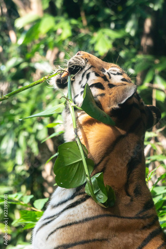 Fototapeta Naklejka Na Ścianę i Meble -  Bengal tiger in the cage bitting plants