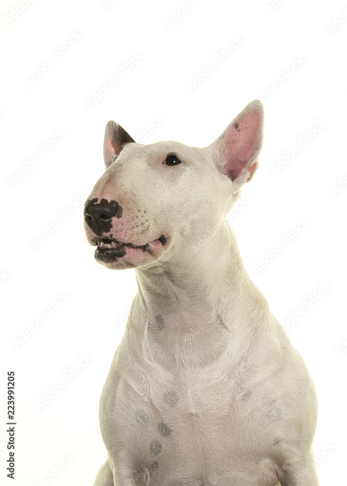 Portrait of a cute bull terrier looking up and away with mouth open seen from the front isolated on a white background Portrait of a cute bull terrier looking up and away with mouth open seen from the front isolated on a white background