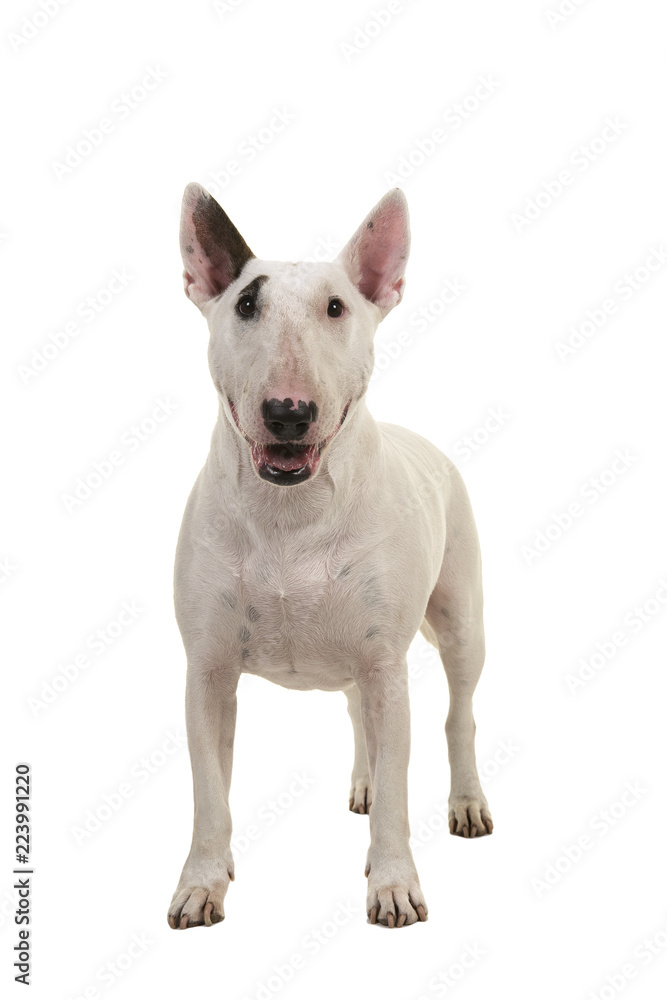 Standing bull terrier seen from the front looking at the camera isolated on a white background