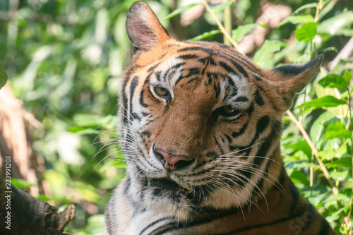 Fototapeta Naklejka Na Ścianę i Meble -  Head shot of Bengal Tiger