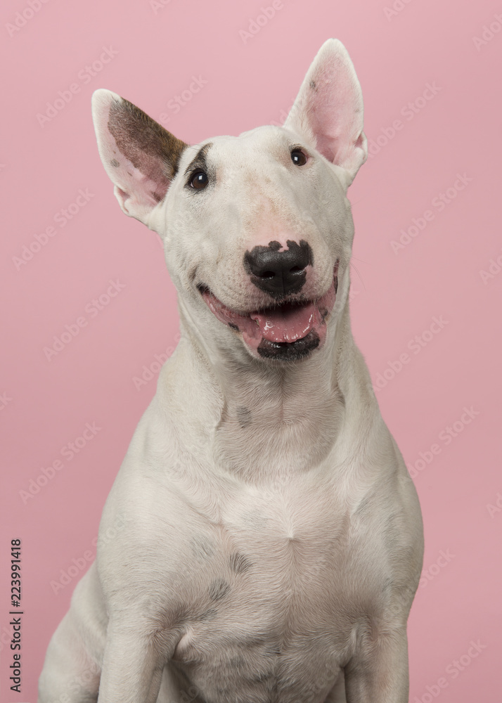 Portrait of a cute bull terrier looking at the camera on a pink background