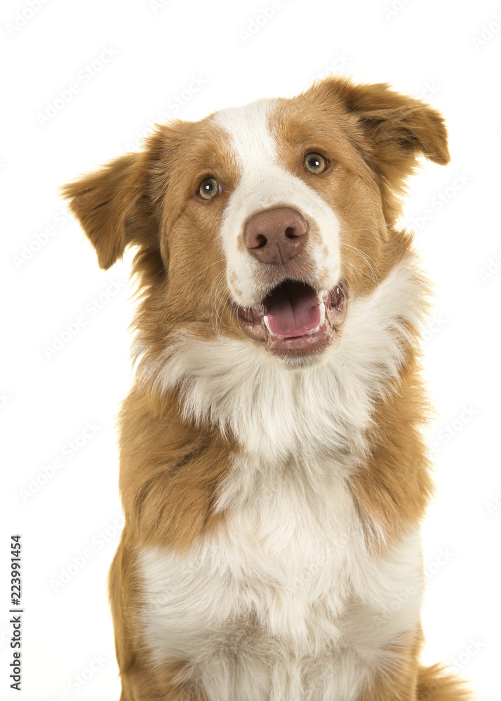 Portrait of a EE-red border collie dog on a white background Stock Photo |  Adobe Stock