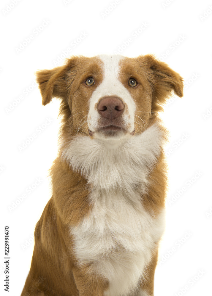 Portrait of a EE-red border collie dog on a white background with mouth closed