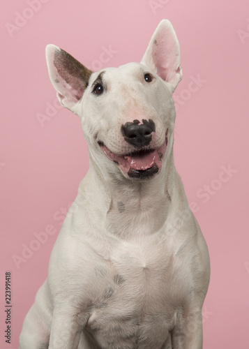 Billede på lærred Portrait of a cute bull terrier looking at the camera on a pink background