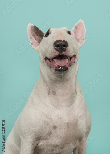 Portrait of a cute bull terrier looking up on a blue turquoise background