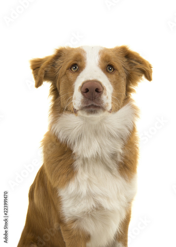 Fototapeta Naklejka Na Ścianę i Meble -  Portrait of a EE-red border collie dog on a white background with mouth closed