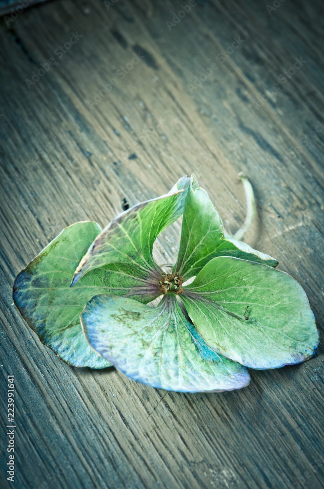 an old wooden box with hydrangea in old style coloring an old wooden box with hydrangea in old style coloring