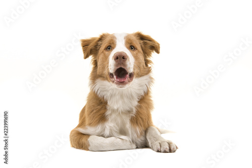 Fototapeta Naklejka Na Ścianę i Meble -  EE-red border collie dog lying looking at the camera with mouth open on a white background seen from the front