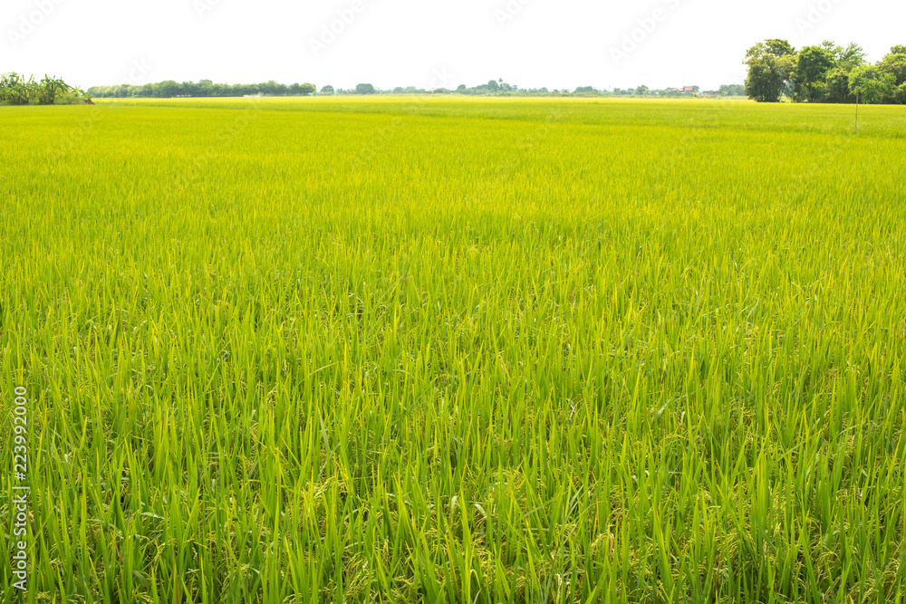 Rice fields,Thailand.