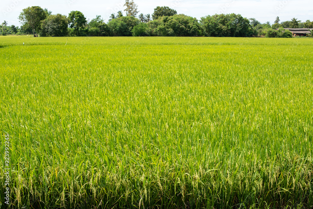 Obraz premium Rice fields,Thailand.