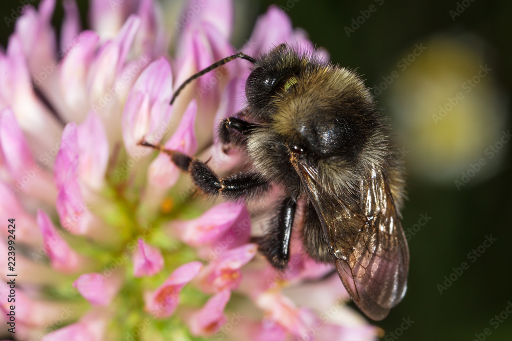 A bee collects honey on a flower A bee collects honey on a flower