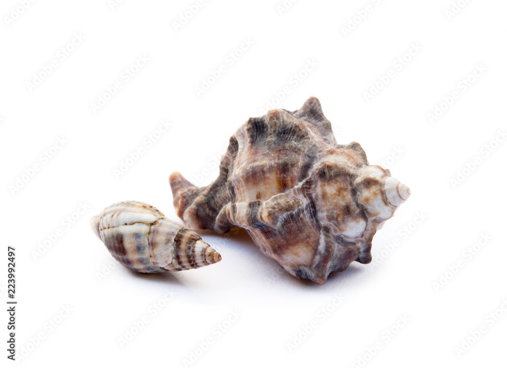 Exotic sea shells isolated on white background Exotic sea shells isolated on white background
