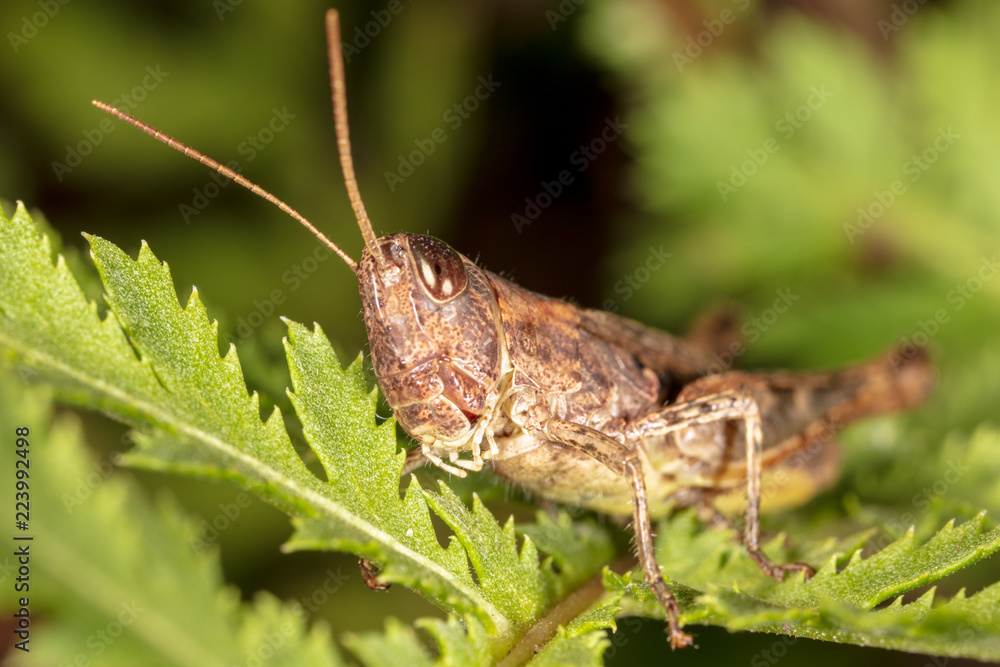 Portrait of a grasshopper on a green plant Portrait of a grasshopper on a green plant