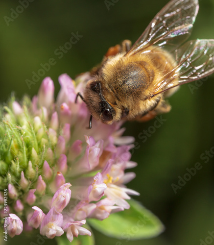A bee collects honey on a flower