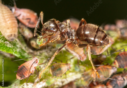 Ants and aphids on the plant. © schankz