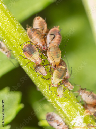 Aphids are like a parasite on a plant photo