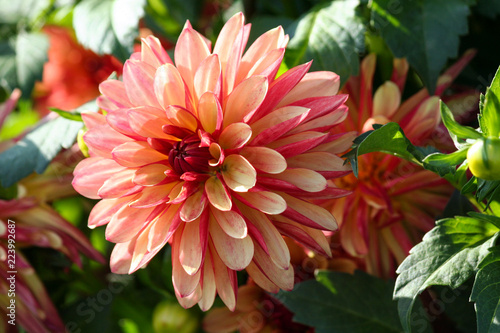 variety of chrysanthemum crazy legs dahlia , one flower in close-up, one large orange-red-pink flower surrounded by green foliage and similar plants, a sunny autumn day, a bright view,