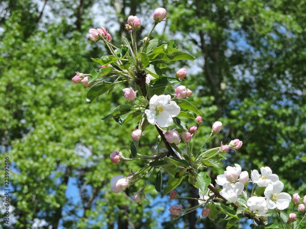 blooming apple tree in spring blooming apple tree in spring