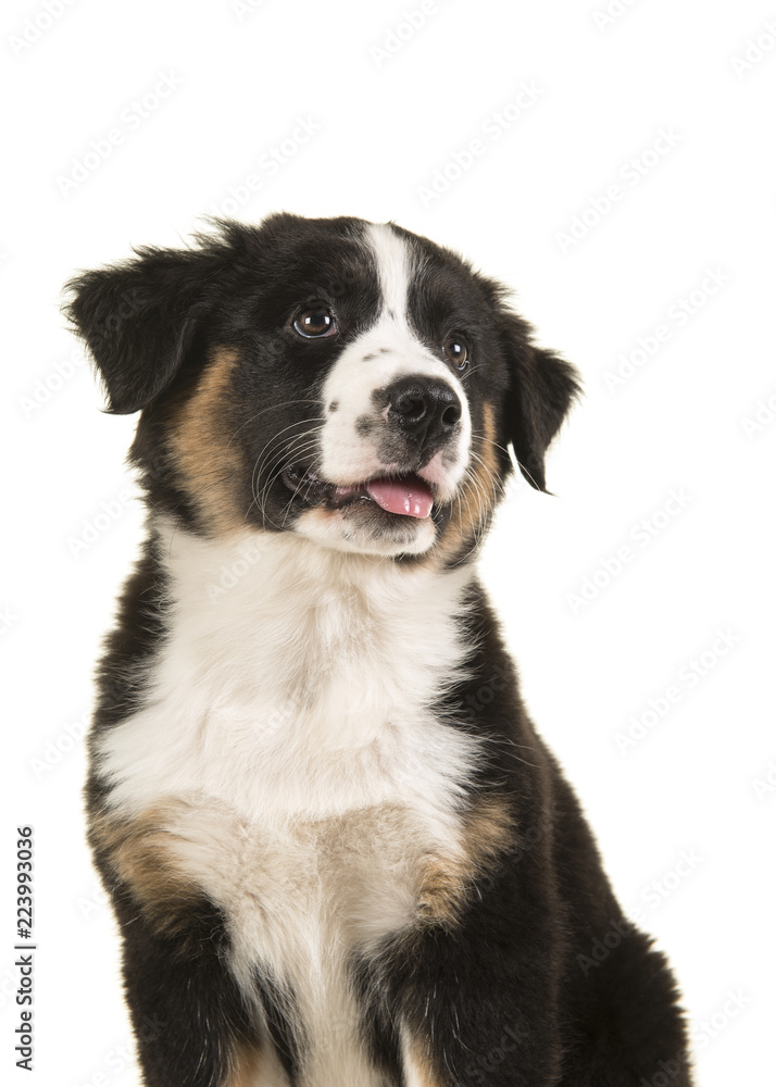 Cute australian shepherd puppy looking up isolated on a white background in a vertical image