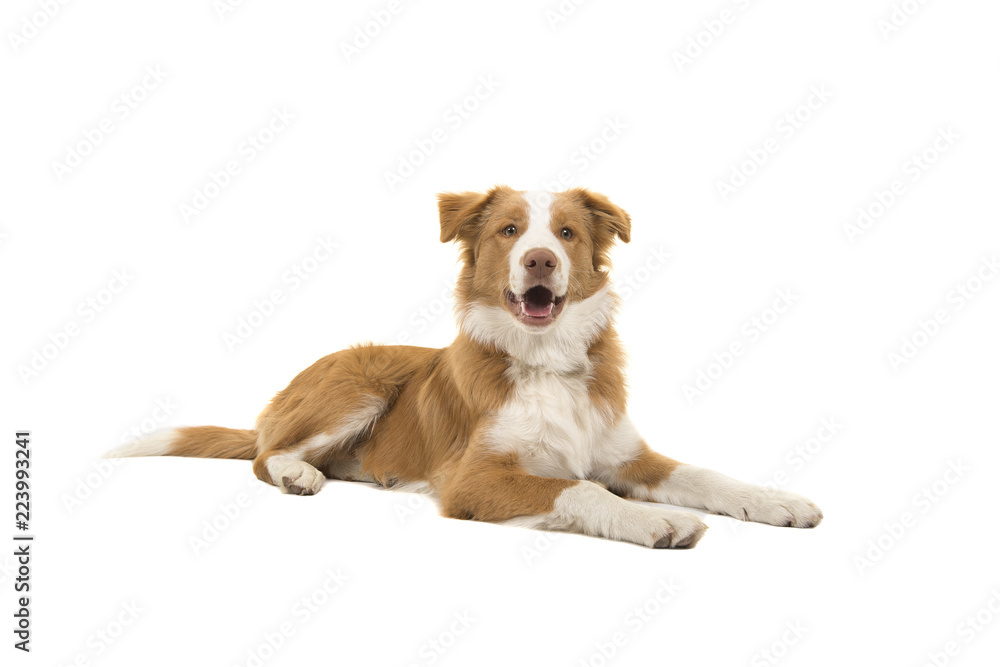 Red border collie dog lying down looking at the camera with mouth open on a white background seen from the side