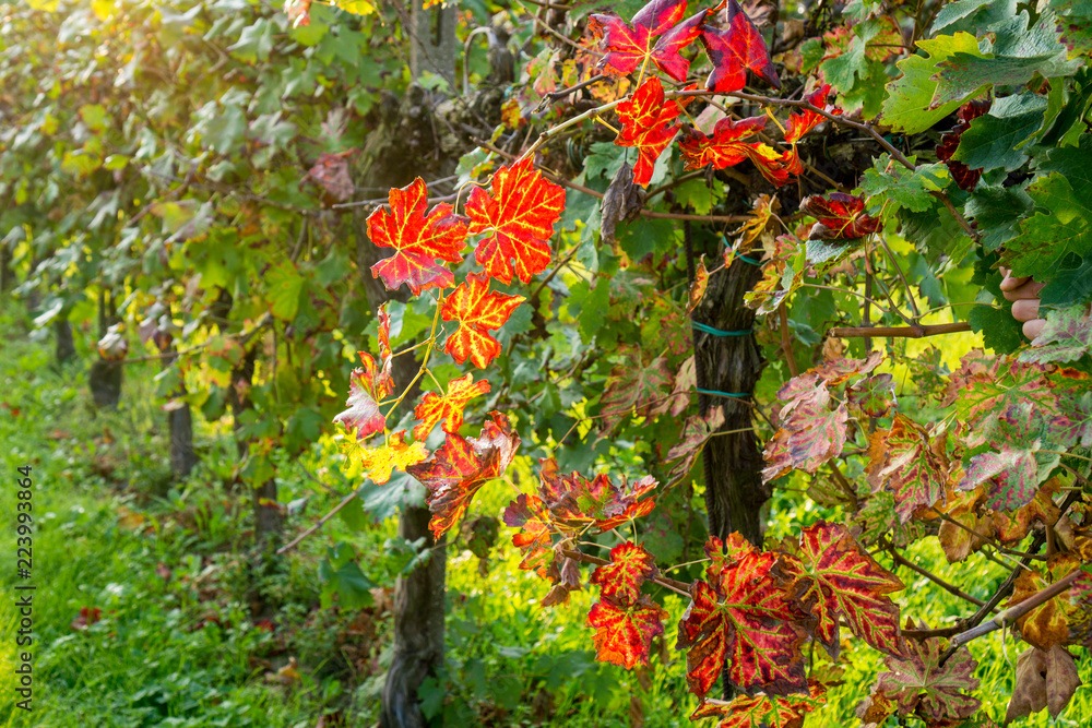 red vine leaves in autumn in a vineyard in Padana Valley red vine leaves in autumn in a vineyard in Padana Valley