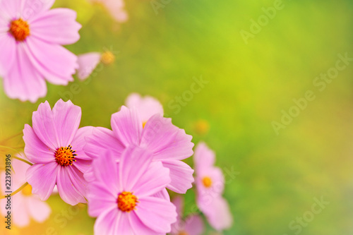 Cosmos flowers on a bright green background. Macro. Flowers on a blurred background bokeh. Cosmos flowers under the bright summer sun.